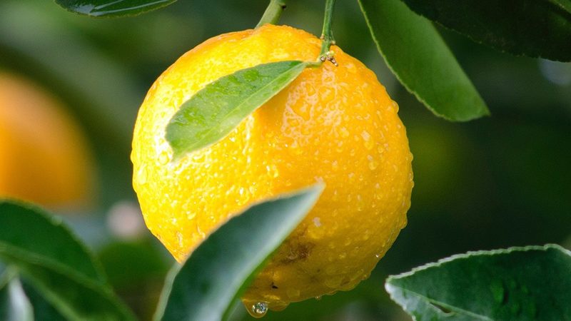 生物科技产品研发：揭秘从实验室到市场的每一步**